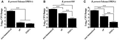 A Pertussis Outer Membrane Vesicle-Based Vaccine Induces Lung-Resident Memory CD4 T Cells and Protection Against Bordetella pertussis, Including Pertactin Deficient Strains